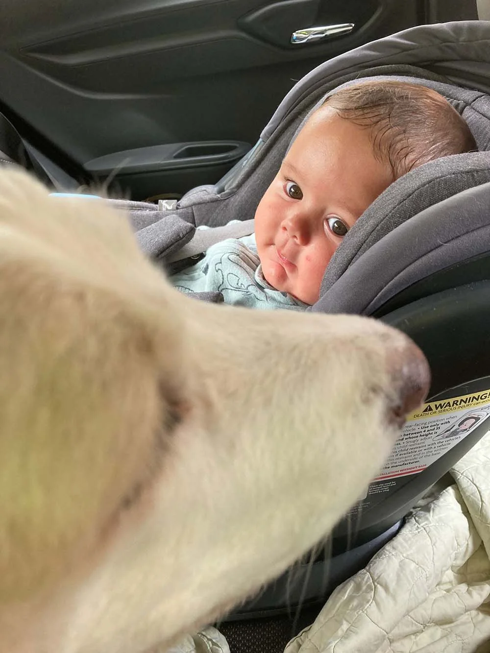 O Martin é filho da Mariana Almeida, que também é tutora do Guga, um beagle