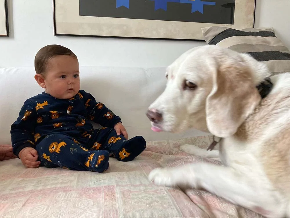 Cachorro e criança podem se dar bem com respeito e socialização