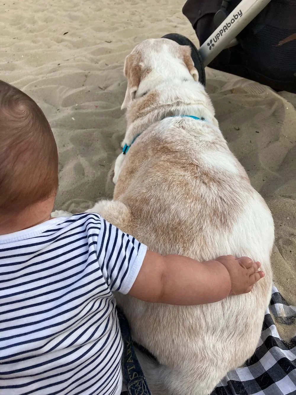 E com o tempo bebê e pet vem se tornando grandes amigos!