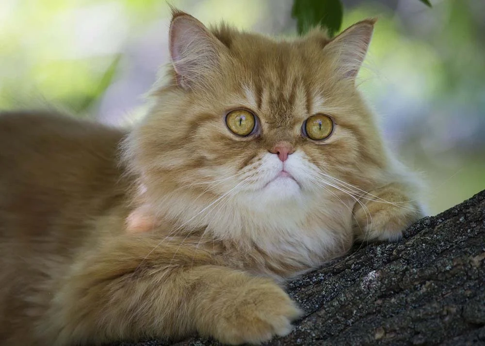 Raça Persa: gato não é muito ativo no dia a dia