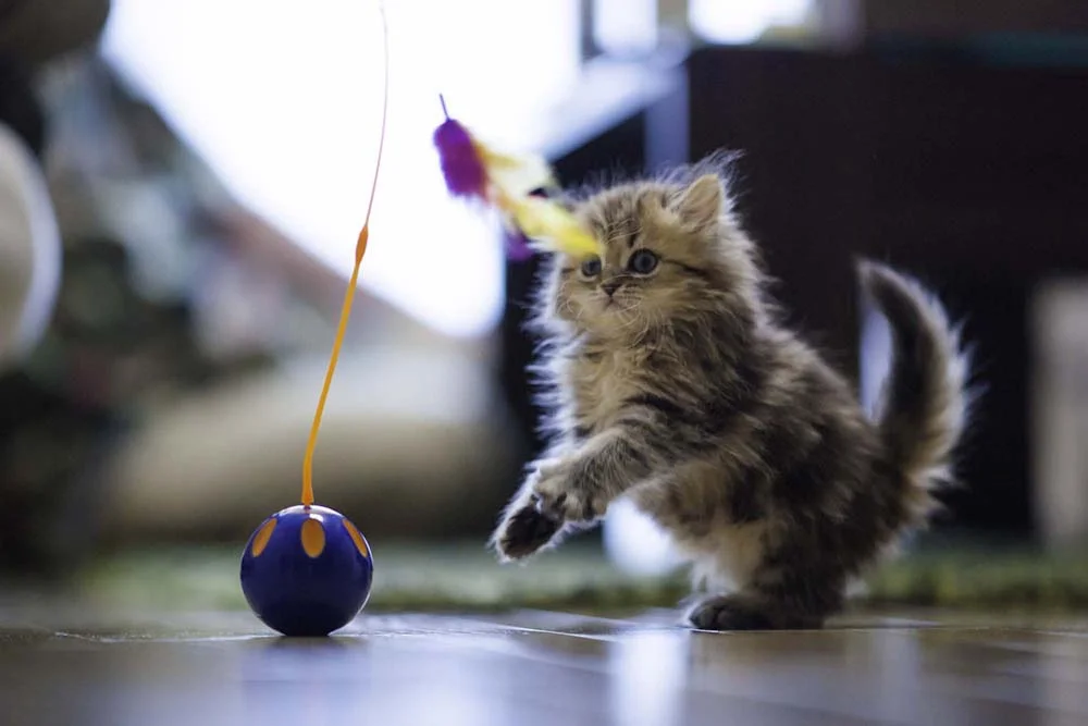 O gato Persa filhote é muito brincalhão e tem picos de atividade durante o dia