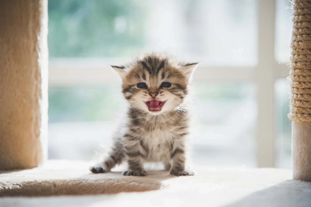 O gato Persa filhote costuma sentir muita falta da mãe nos primeiros dias na casa nova