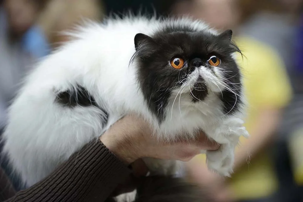 A inteligência do gato Persa chama a atenção