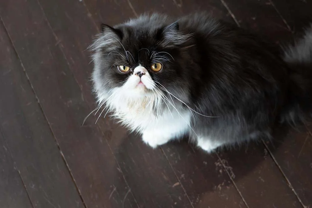 Persa: gato tem tendência a obesidade se não se exercitar