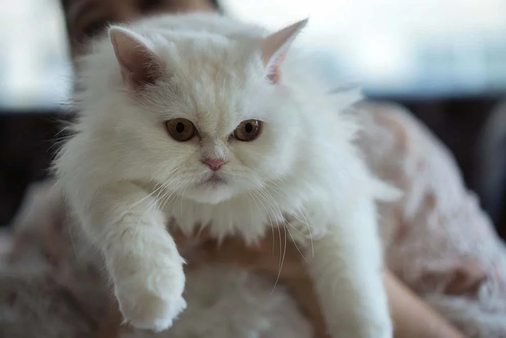 Para manter a saúde do gato Persa, o acompanhamento veterinário é essencial