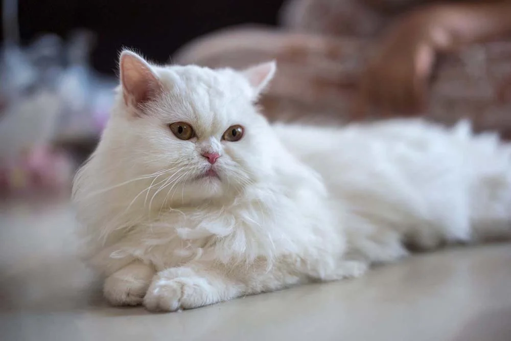 Raça Persa: gato deve ser estimulado com arranhadores e brinquedos