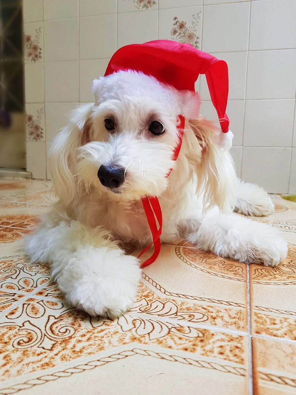 Após vencer o câncer de mama em cachorro, hoje Mel se encontra completamente feliz e saudável