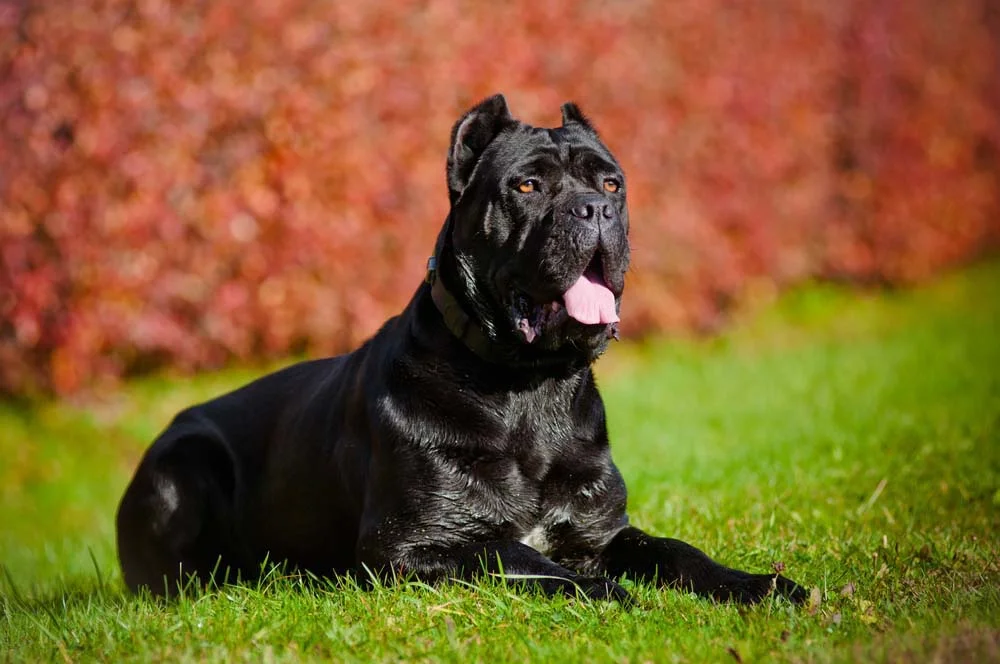 O cane Corso é conhecido por ser um cachorro super amoroso e apegado à família
