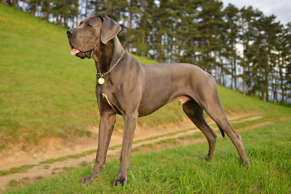 O Dogue Alemão tem, em média, de 75 cm a 80 cm de altura