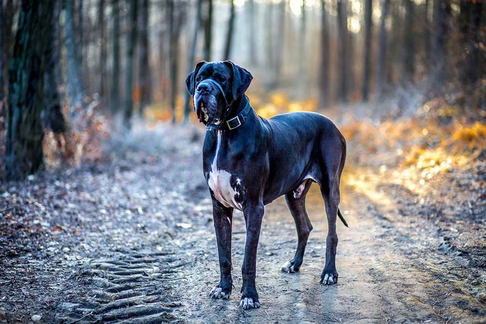 O maior cão do mundo é um Dogue Alemão de 110 cm e 111 Kg