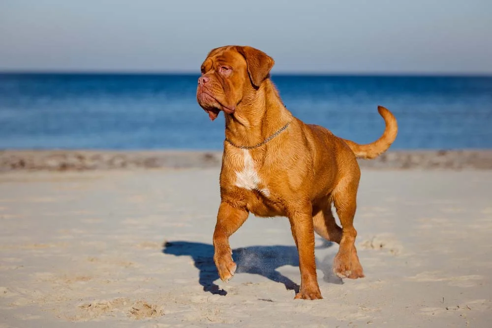 O Dogue de Bordeaux tem uma média de altura de 58 cm a 68 cm