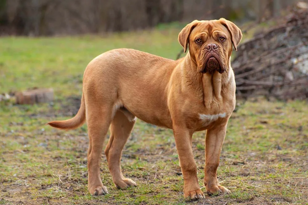 O peso do cachorro Dogue de Bordeaux fica em torno dos 50 Kg
