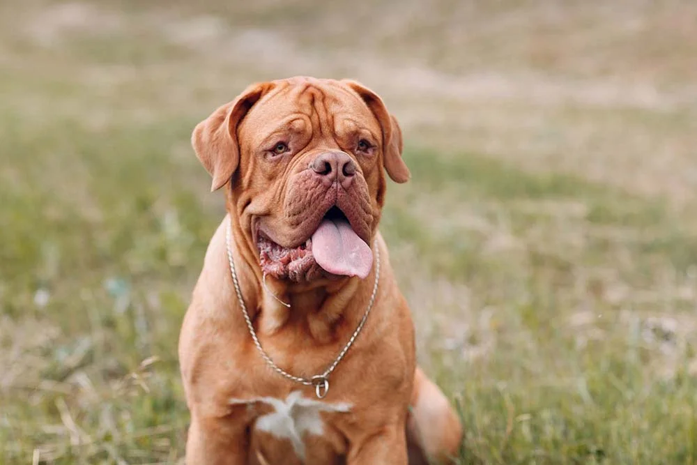 O cachorro Dogue de Bordeaux parece bravo, mas tem um jeitinho super carinhoso
