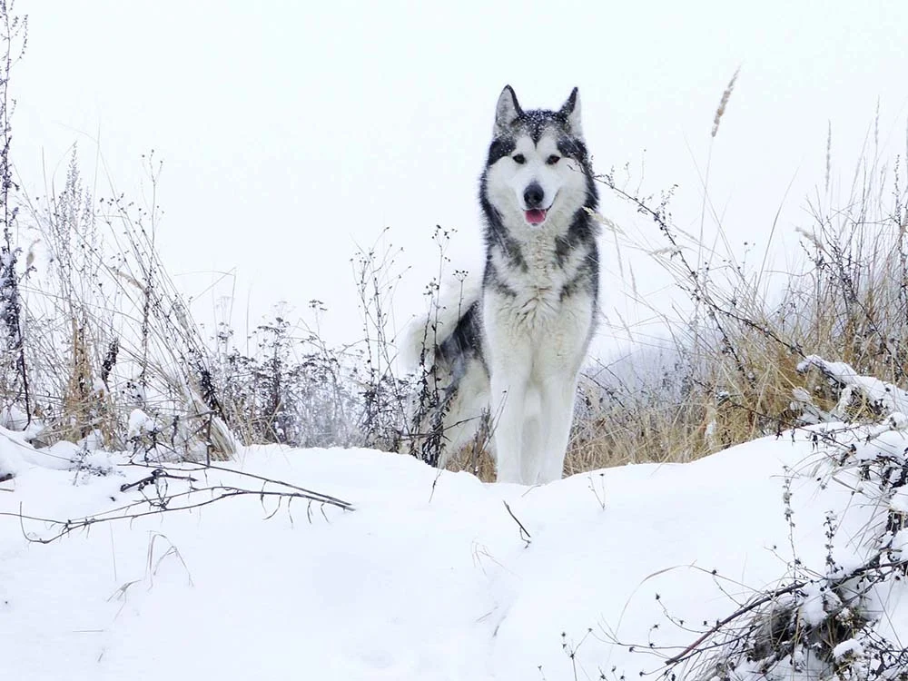 O cachorro Malamute do Alasca lembra o Husky Siberiano, mas seu tamanho é maior
