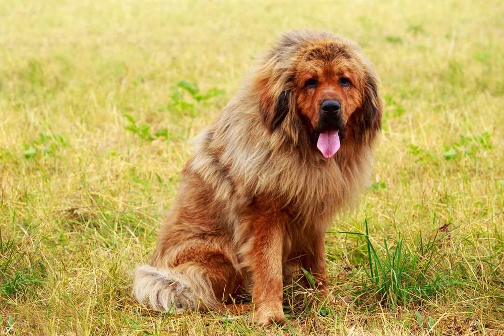 O cachorro Mastim Tibetano tem uma pelagem volumosa que forma uma linda juba