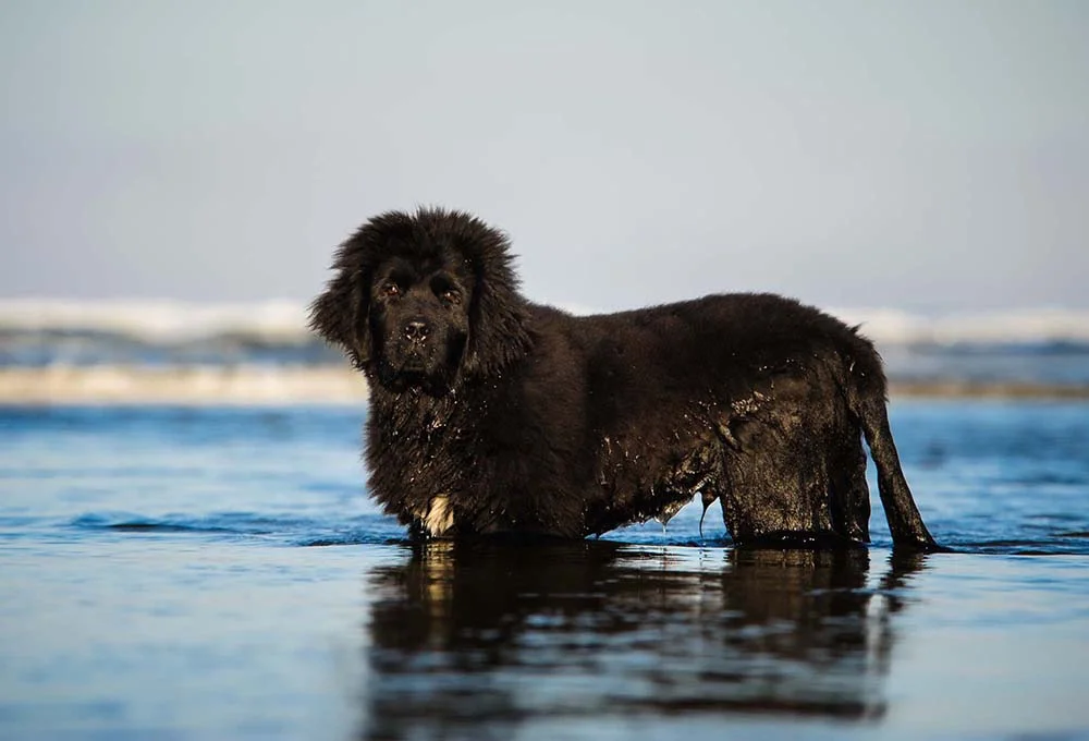 O cachorro Terra Nova adora nadar e realizar brincadeiras aquáticas