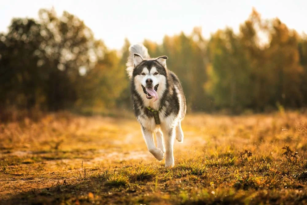 O cachorro Malamute tem uma pelagem densa e encorpada