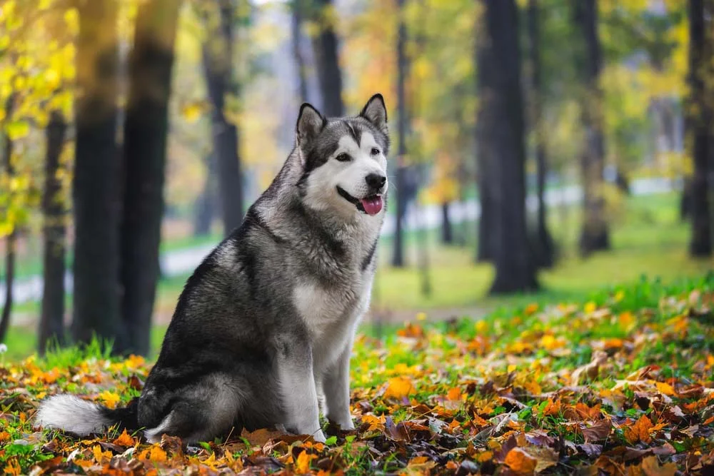 O nome do Malamute do Alasca faz uma homenagem à uma tribo indí­gena