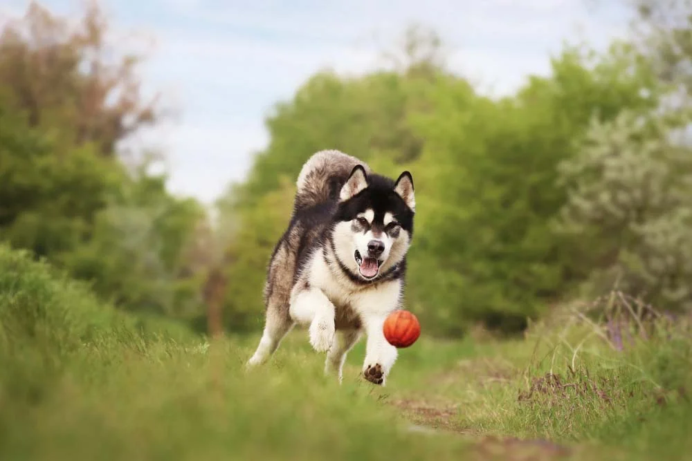 O cachorro do Alasca não tem um nível alto de energia