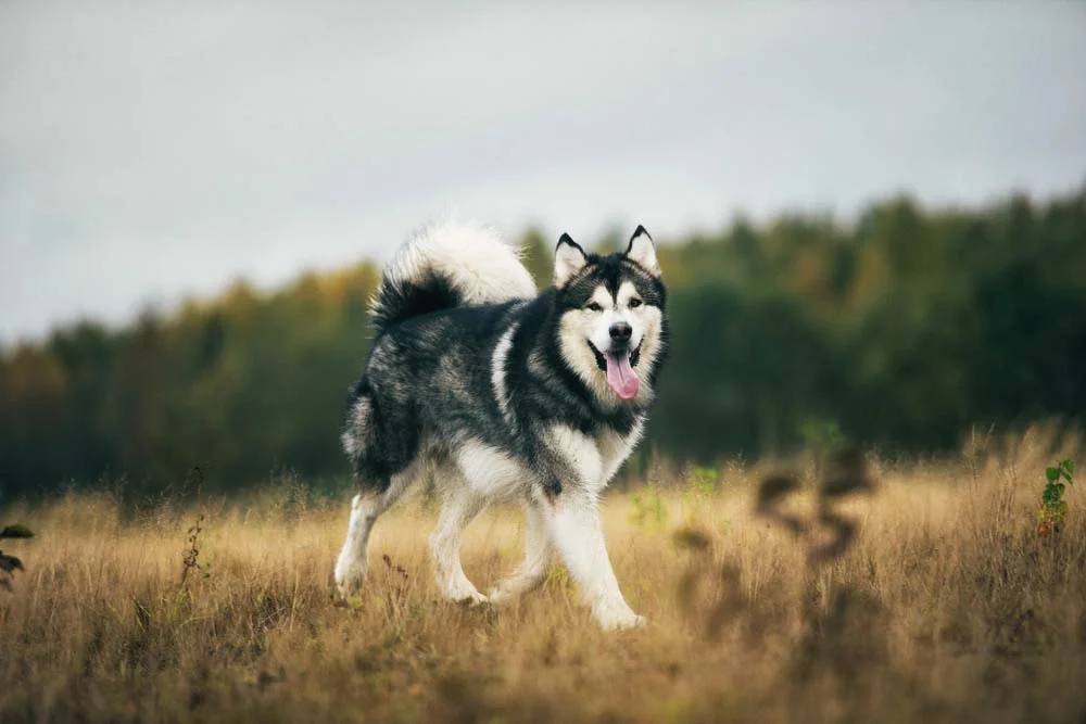 Malamute do Alasca é gigante e pode atingir 66 cm de altura