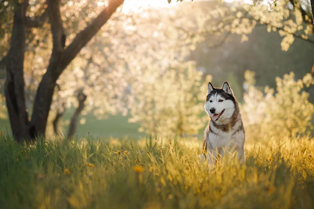 O Malamute do Alasca adora cavar buracos na terra e na neve