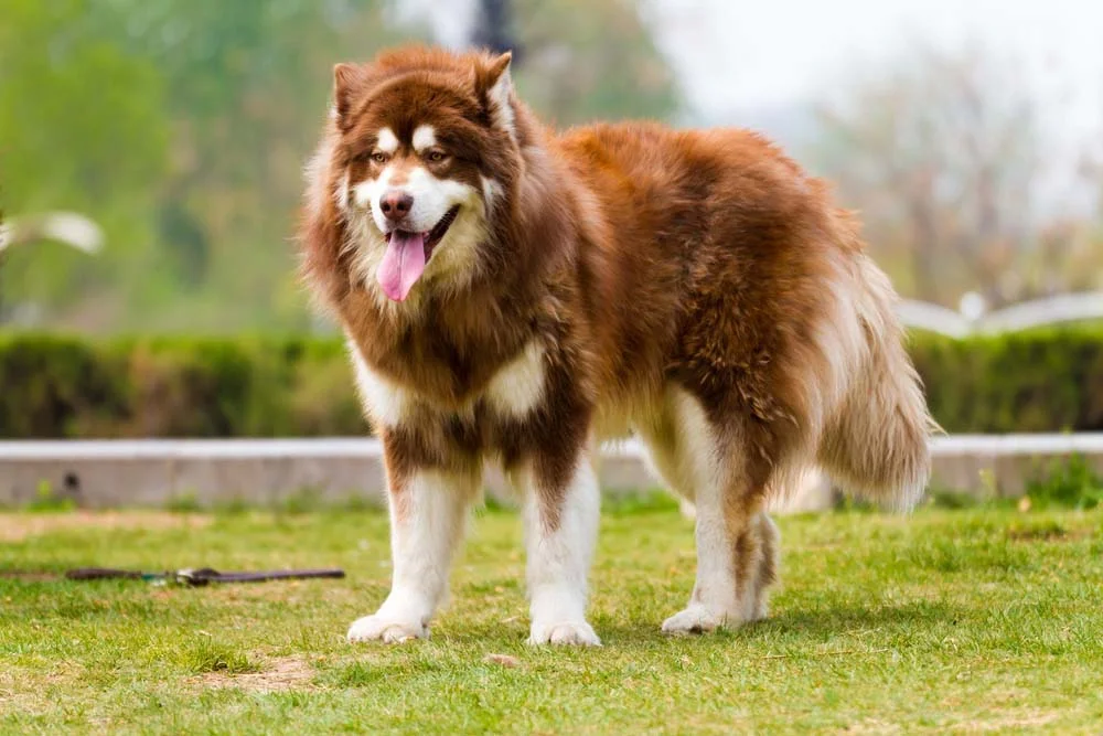 As cores do Malamute do Alasca incluem o vermelho