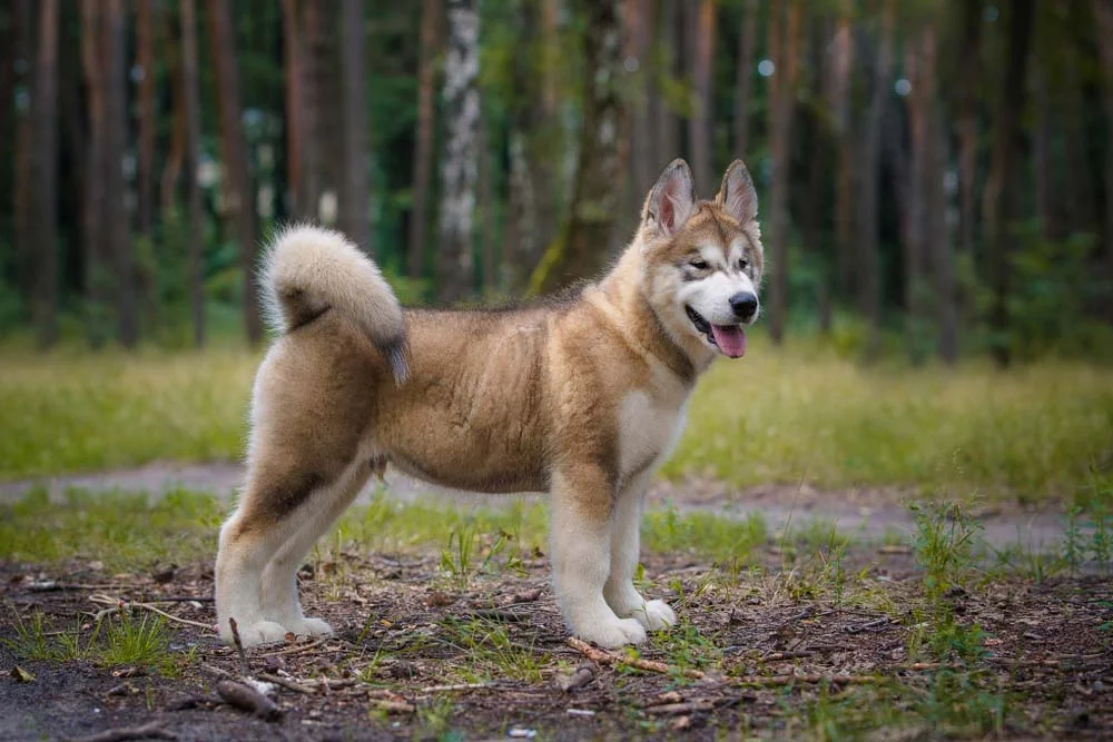 Malamute do Alasca: preço do cachorro varia conforme as cores dos pelos