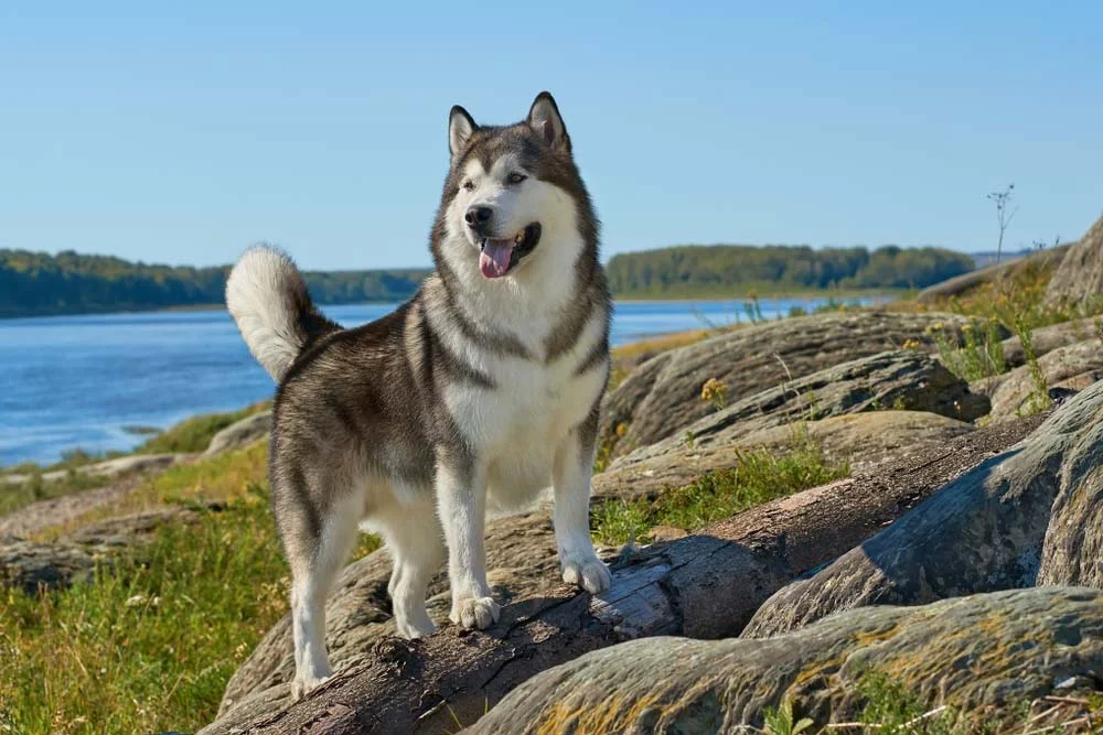 Malamute do Alasca, gigante que só, ajudava no transporte de trenós