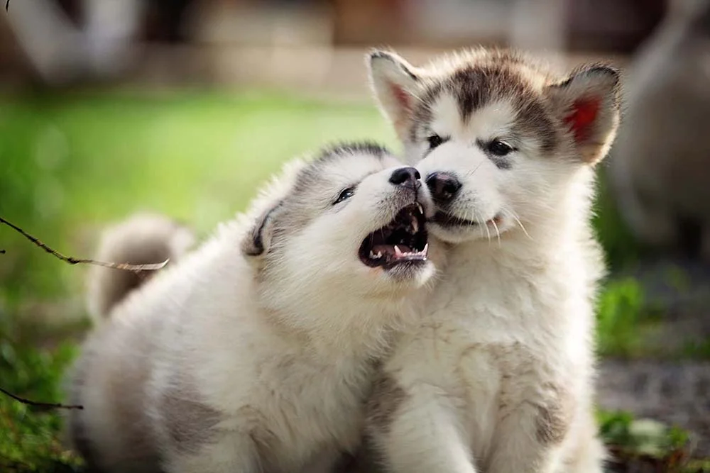 O Malamute do Alasca filhote tem energia de sobra para brincar e se divertir