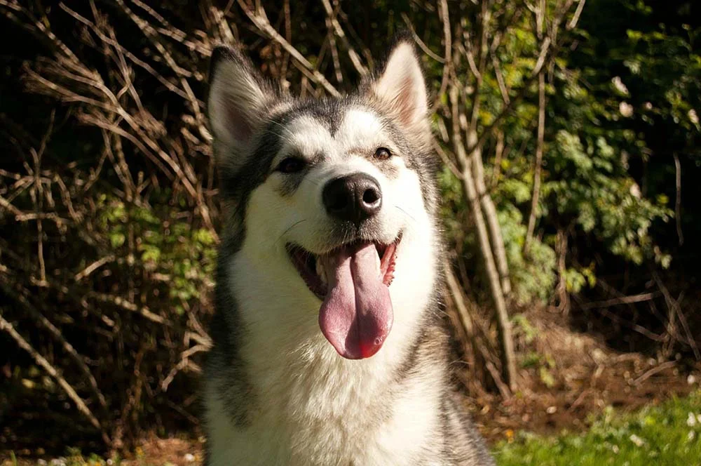 O Malamute do Alasca é um cachorro sociável e amigável com todos