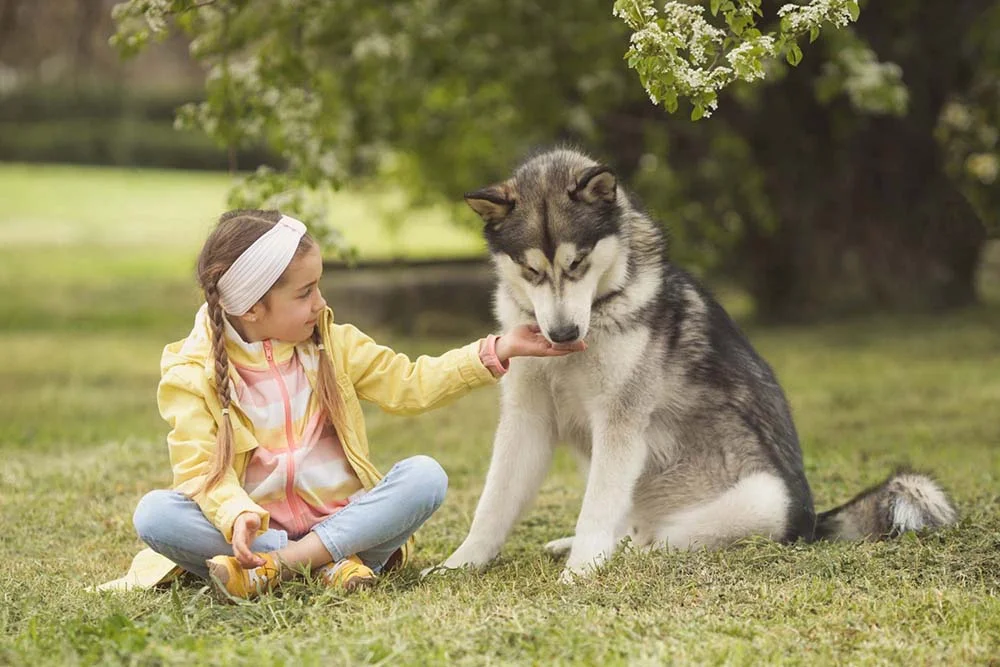 Com crianças, o cachorro Malamute é um companheiro incrí­vel