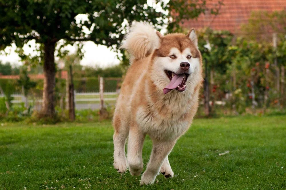 Malamute do Alaska: tons de areia são aceitáveis na pelagem do animal