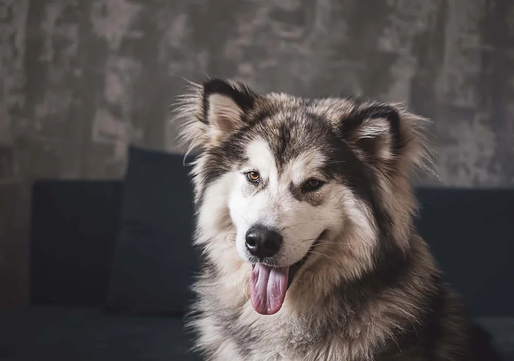 O Malamute do Alasca quase não late, mas pode uivar bastante