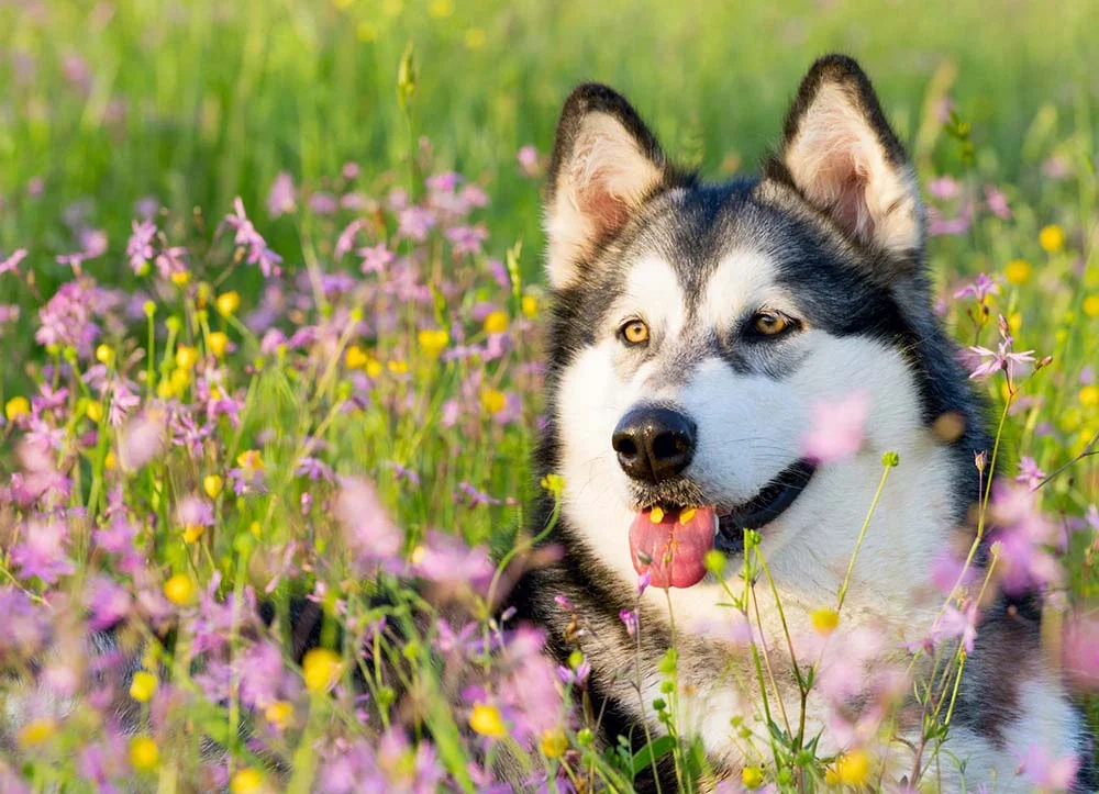 Malamute do Alasca: preço dos filhotes pode chegar a R$ 5.000