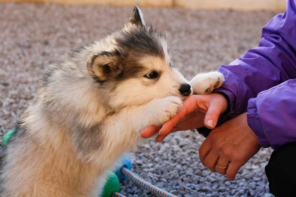 Malamute do Alasca filhote mostra o quanto é inteligente e esperto desde cedo