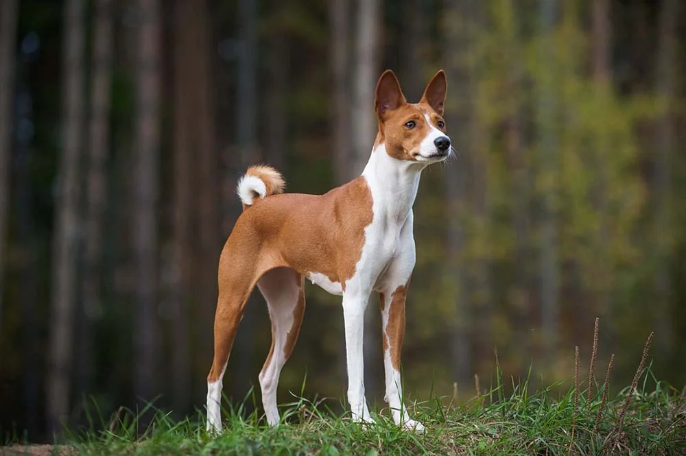 O Basenji faz parte do grupo Hound e é conhecido por ser um cão que não late