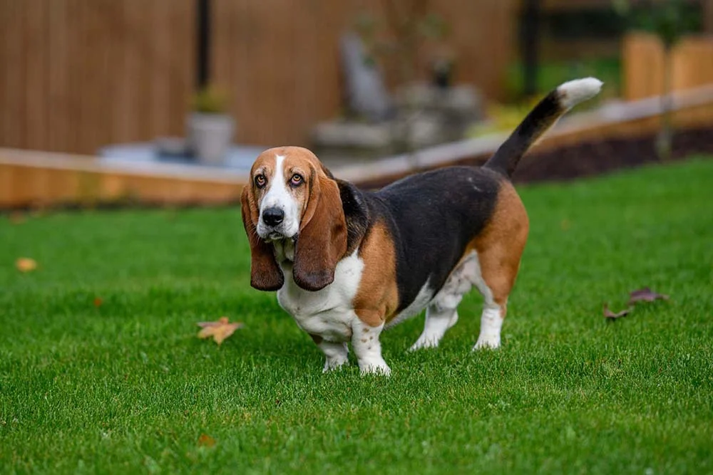 Basset Hound é uma raça de cachorro Hound que pode captar uma variedade imensa de odores