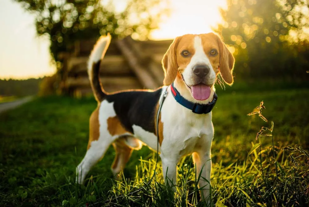 O Beagle é um cachorro Hound querido por todos com seu jeito extrovertido