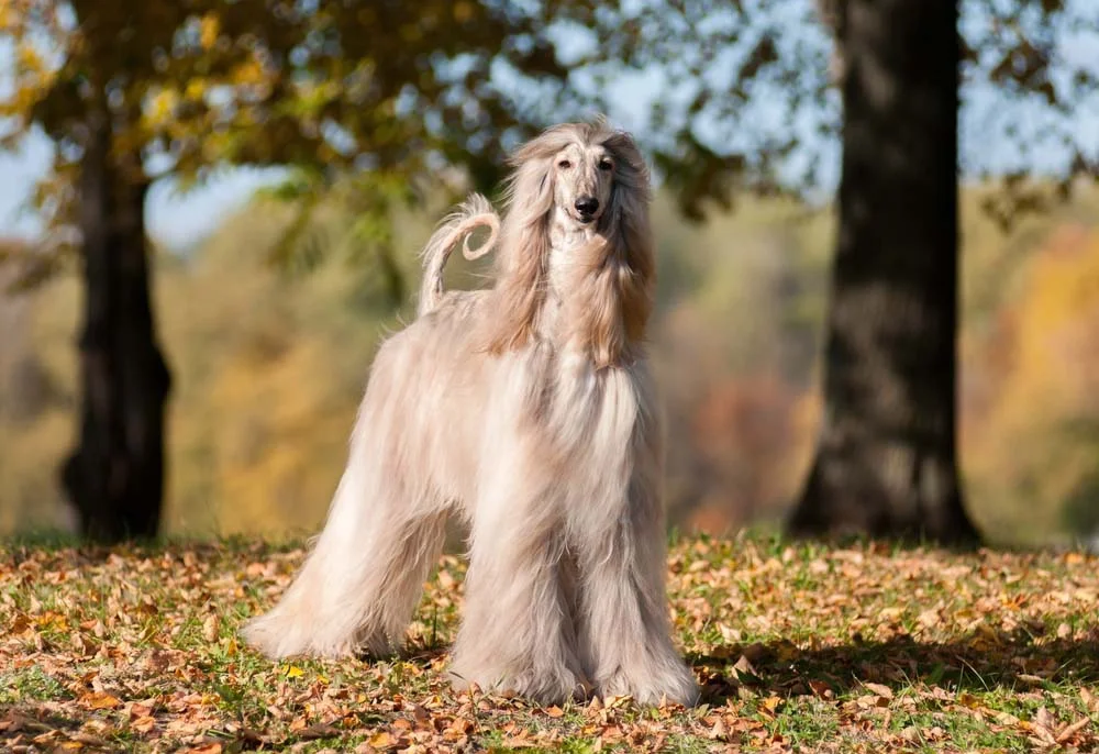 O Afghan Hound é um cachorro de porte esbelto e pelos volumosos