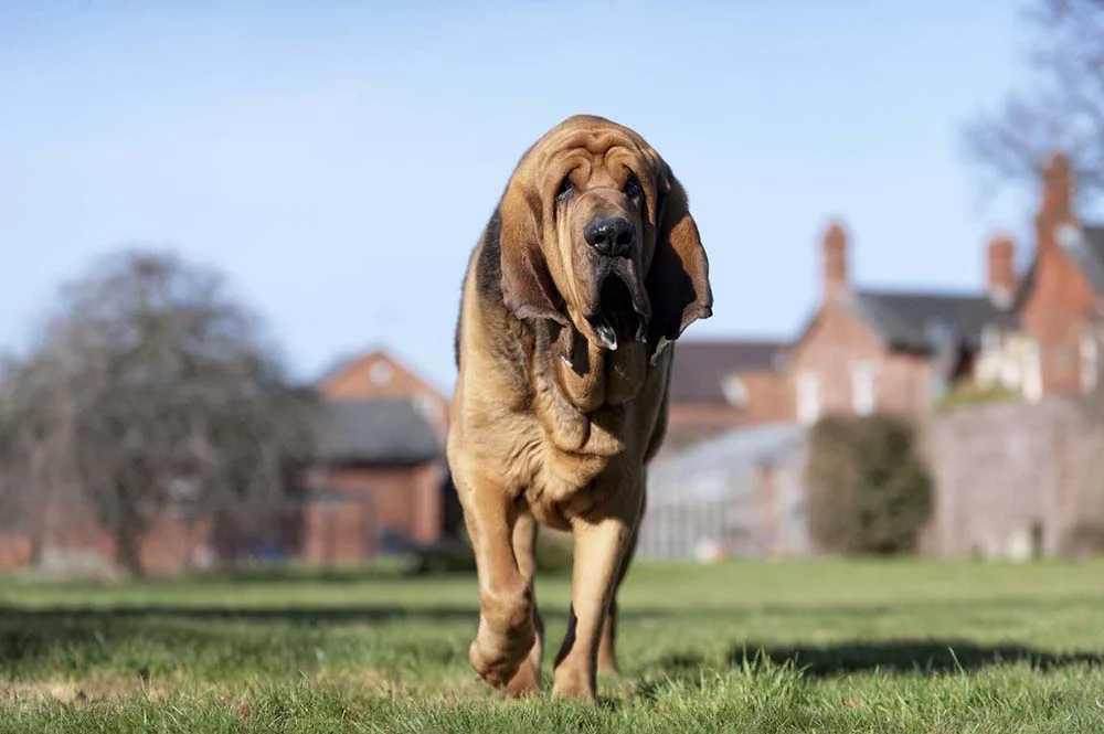 O Bloodhound é um cachorro grande e tranquilo, mas que precisa de exercícios diários