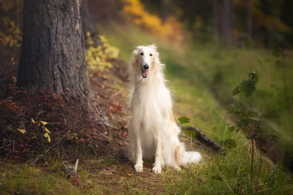 O Borzoi é um cachorro Hound de pernas longas e com uma personalidade companheira