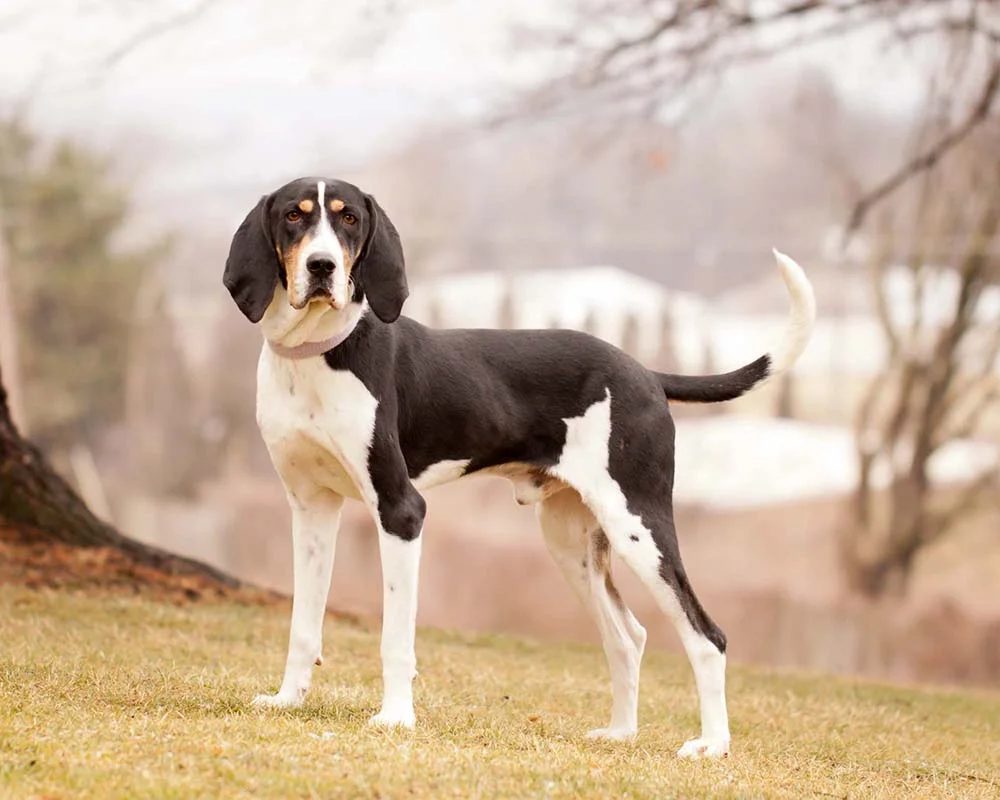 O Coonhound é uma raça um pouco mais reservada e com muita energia para gastar