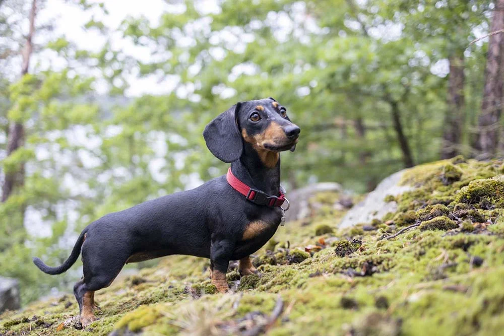 O Dachshund é um cachorro Hound famoso por sua baixa estatura e personalidade forte