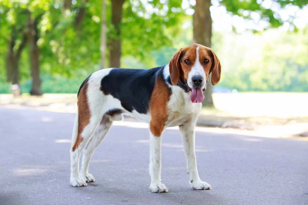 O Foxhound é um exímio caçador e dono de um olfato canino muito apurado