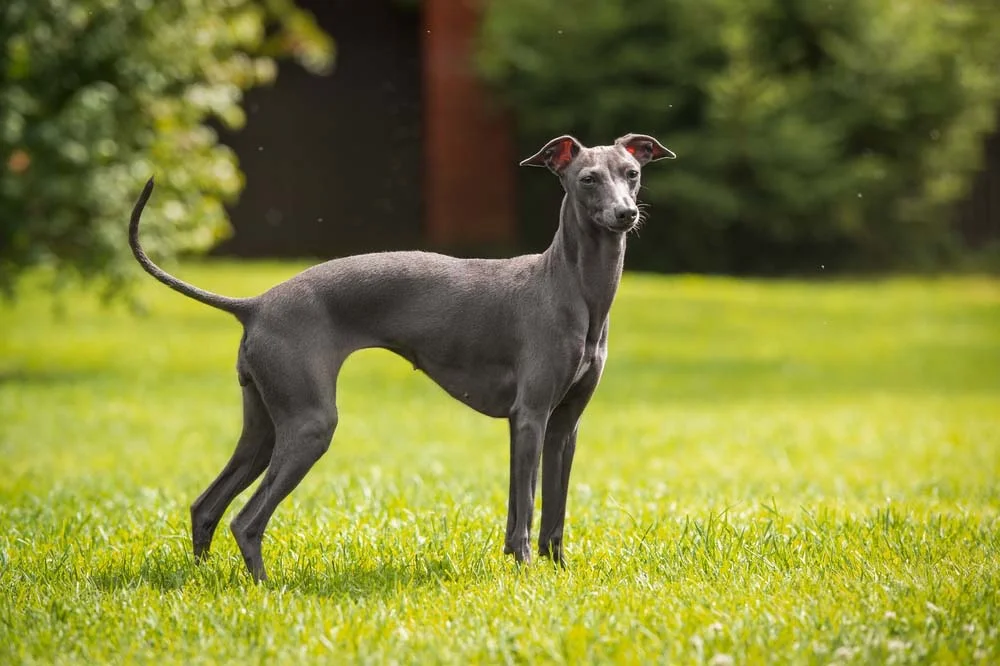 O Greyhound leva o título de cachorro mais rápido do mundo