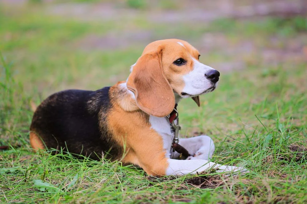 O Harrier é um cachorro Hound muito animado e que se dá bem com qualquer um