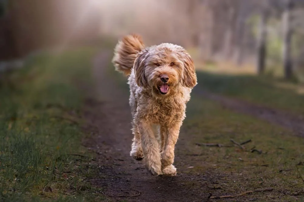 O Otterhound é uma raça de cachorro Hound com uma personalidade curiosa e exploradora