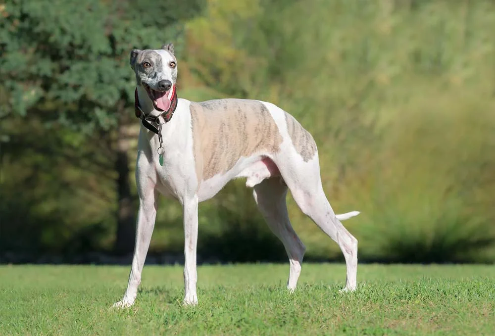 O Whippet faz parte do grupo Hound e é considerado um dos cães mais velozes que existem