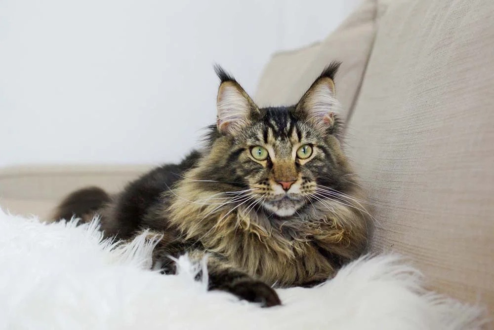 Gato Maine Coon: cores rajadas são as mais comuns