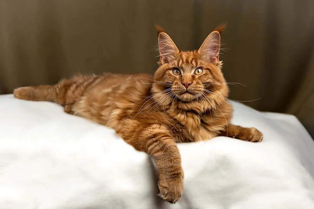 O Maine Coon laranja também é uma cor possível